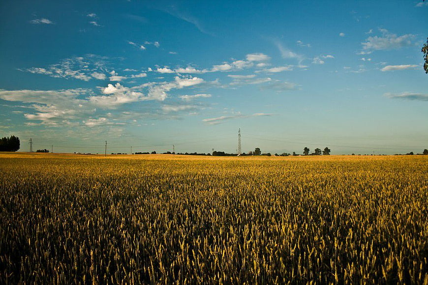 Golden Wheat Field Under Blue Sky with Scattered Clouds