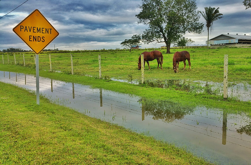 Pavement Ends Sign with Horses in Flooded Pasture