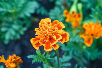 Vibrant Orange Marigold Flower Close-Up in Garden