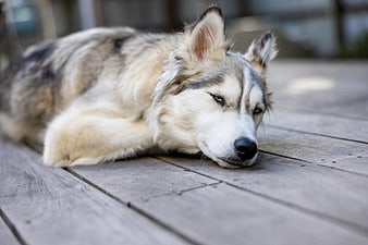 Sleeping Siberian Husky on Wooden Deck