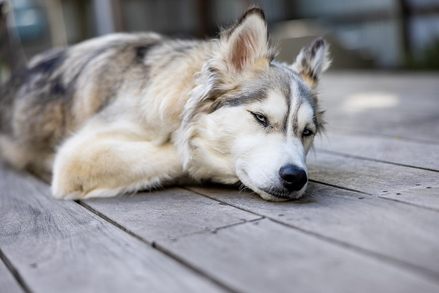 Sleeping Siberian Husky on Wooden Deck