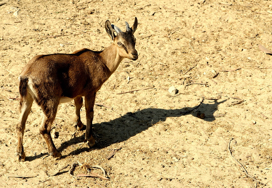 Young Antelope Standing in Dry Sandy Habitat