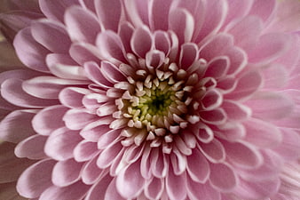 Close-up of pink chrysanthemum flower petals