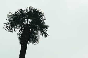 Silhouette of a Palm Tree Against a Pale Sky