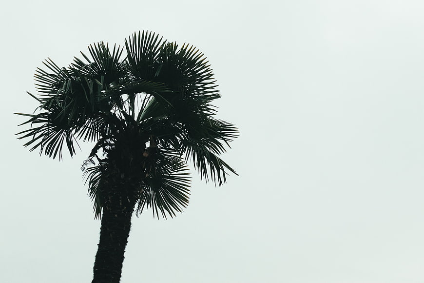 Silhouette of a Palm Tree Against a Pale Sky