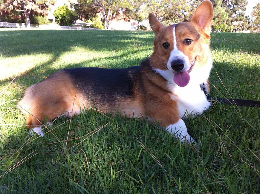 Happy Pembroke Welsh Corgi Lying on Green Grass