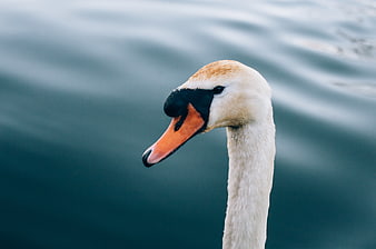 Close-up of a white swan head with orange beak on water