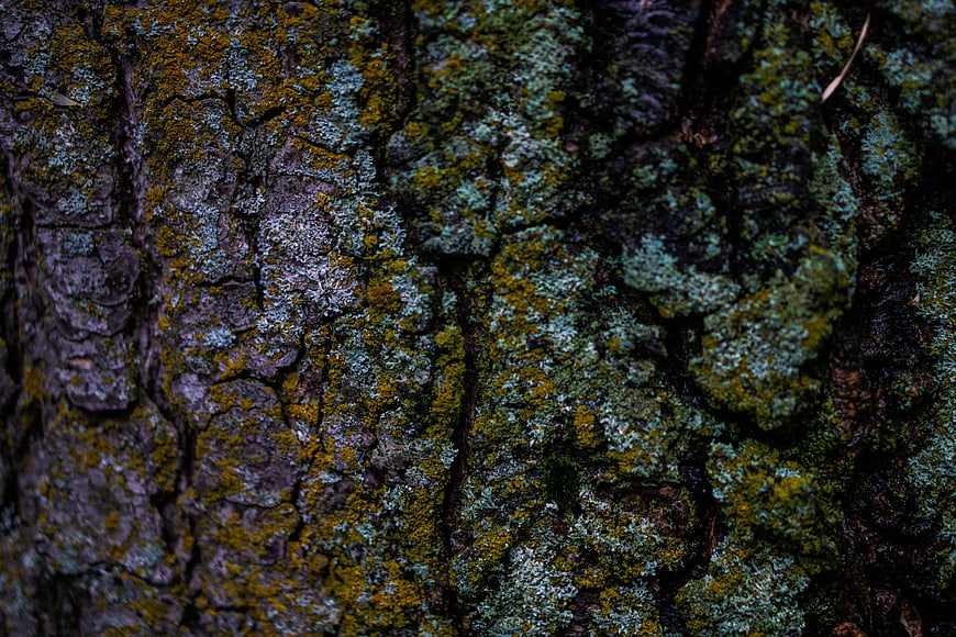 Close-up of mossy tree bark texture with green and yellow lichen
