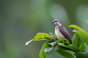 Small brown bird perched on green leaves in nature