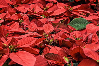 Vibrant Red Poinsettia Leaves with Single Green Leaf