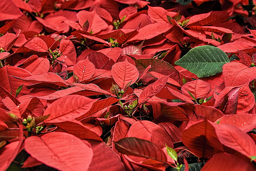 Vibrant Red Poinsettia Leaves with Single Green Leaf