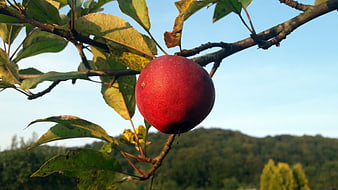 Red Apple Hanging on Tree Branch with Blue Sky Background