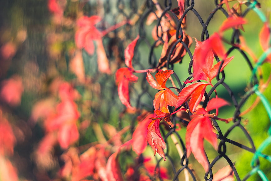 Red autumn leaves climbing a black chain-link fence