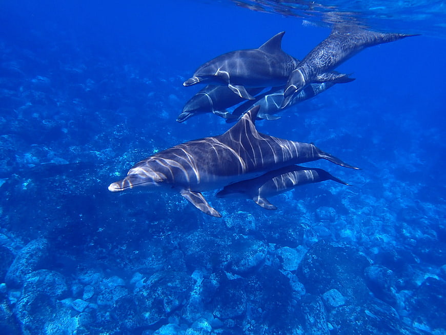 Pod of dolphins swimming underwater in clear blue ocean