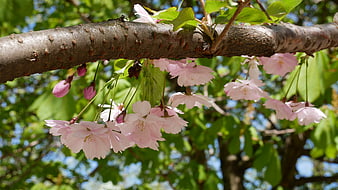Pink cherry blossoms hanging from a tree branch in spring