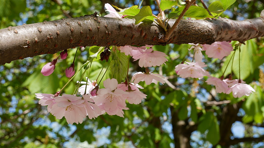 Pink cherry blossoms hanging from a tree branch in spring
