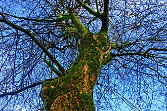 Low angle view of mossy tree trunk against blue sky