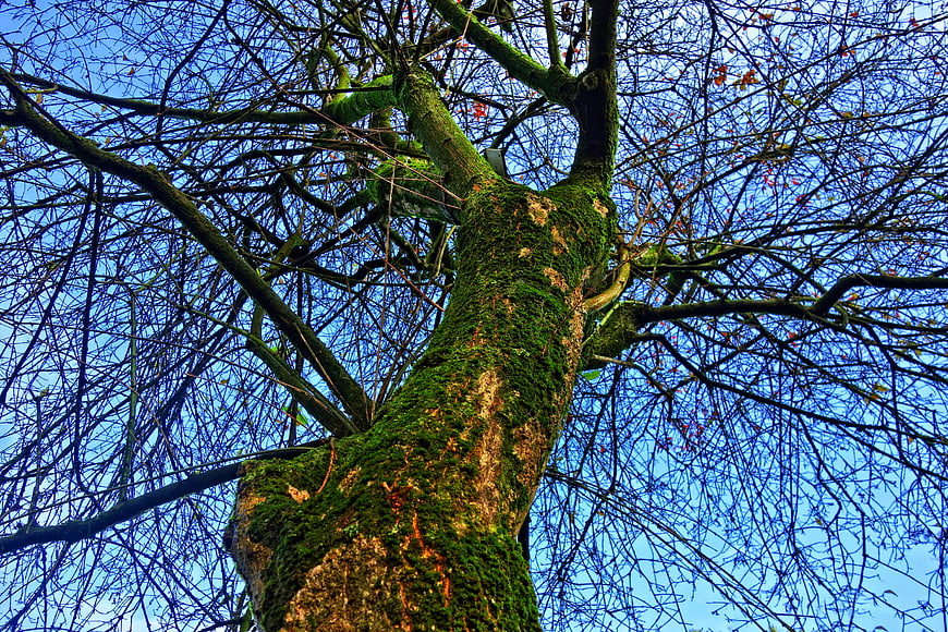 Low angle view of mossy tree trunk against blue sky