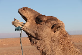 Close-up of camel head with open mouth in desert