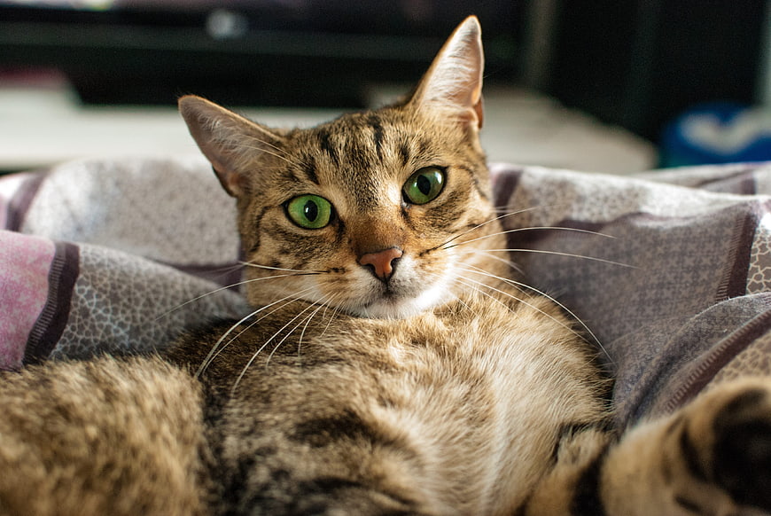 Close-up of a brown tabby cat with green eyes resting on a blanket