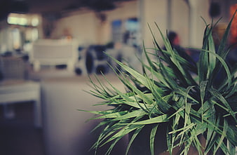 Close-up of green plant leaves in blurred office background