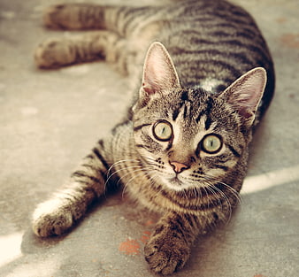 Cute gray tabby cat lying on concrete floor looking up