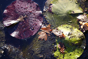 Frozen water lily pads and leaves in winter ice