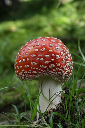 Close-up of red fly agaric mushroom in forest