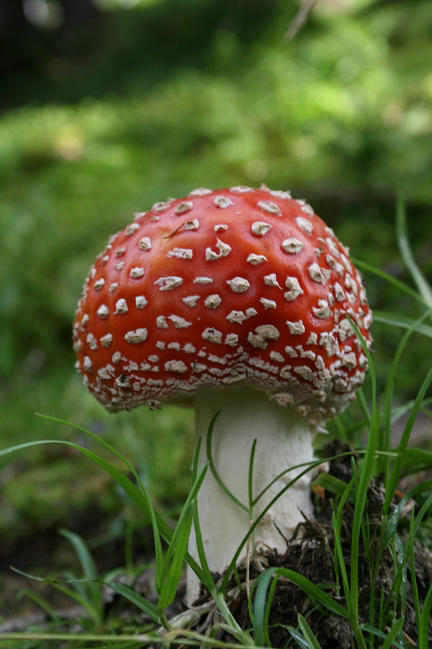 Close-up of red fly agaric mushroom in forest