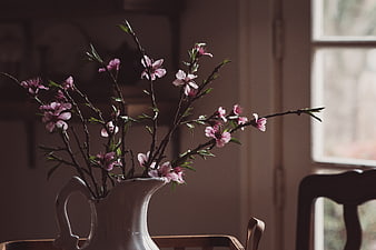 Pink Blossom Branches in White Ceramic Pitcher by Window