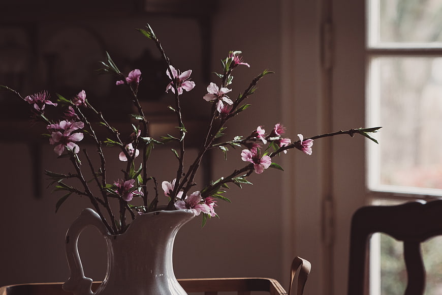 Pink Blossom Branches in White Ceramic Pitcher by Window