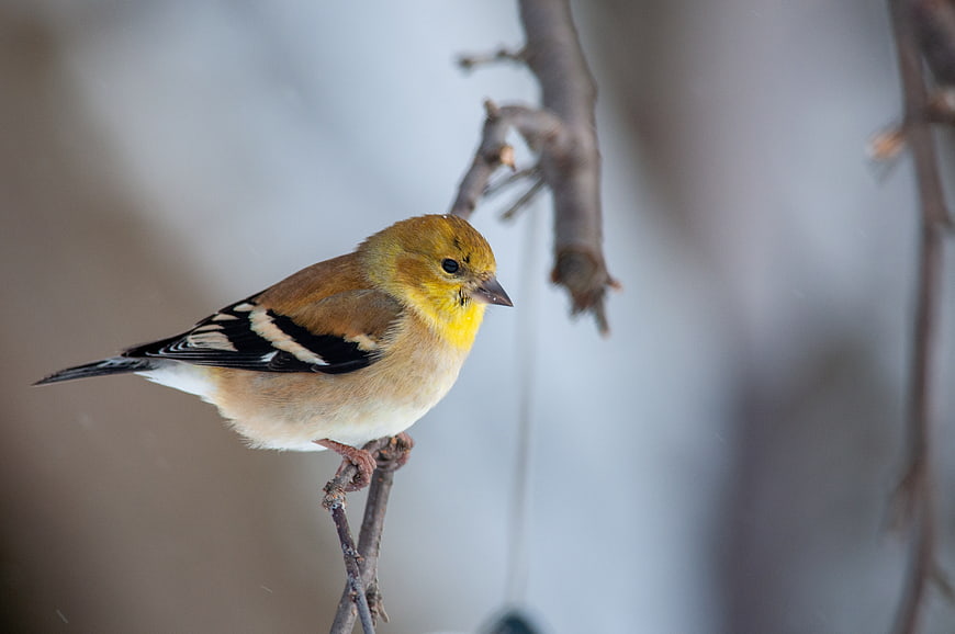 American Goldfinch Perched on Branch in Winter