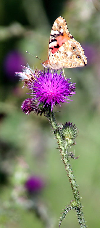 Painted Lady Butterfly on Purple Thistle Flower