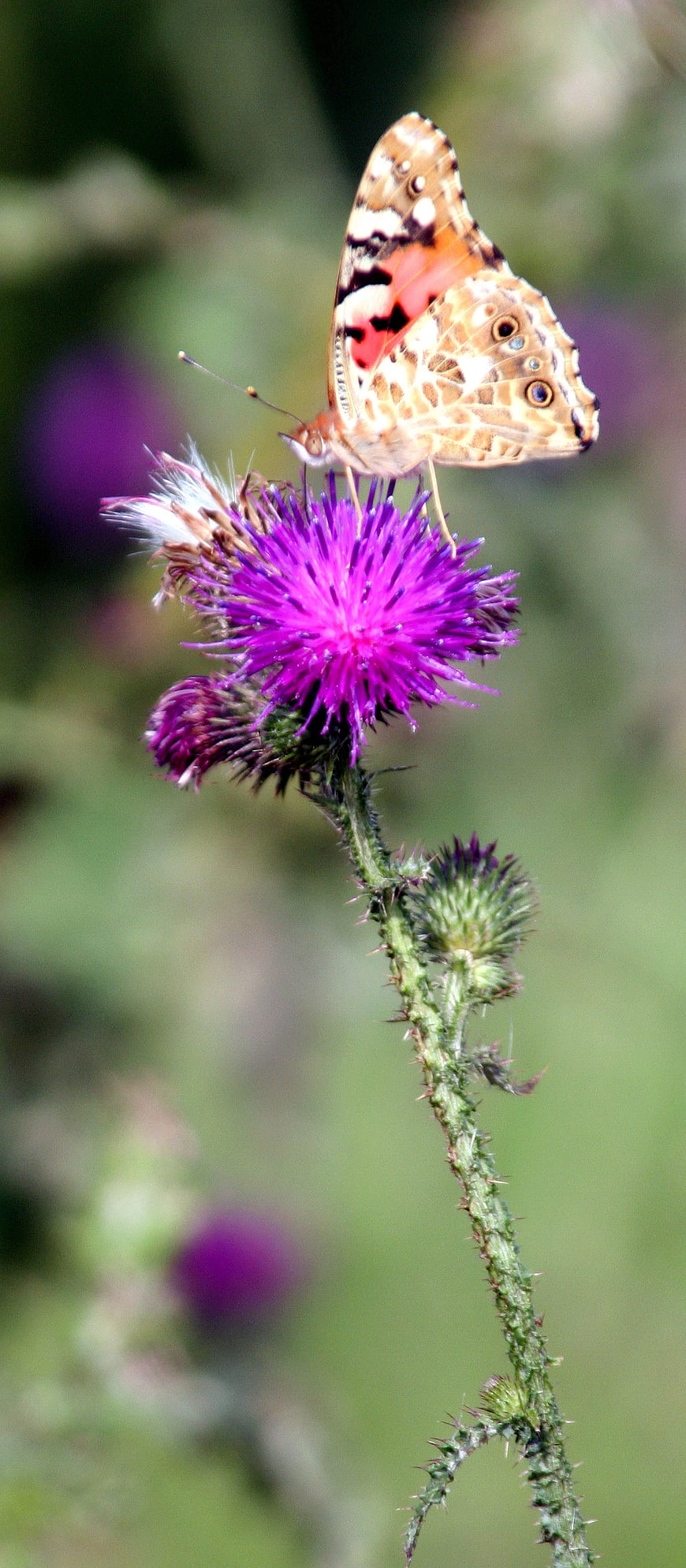 Painted Lady Butterfly on Purple Thistle Flower