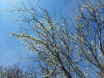 White Blossoming Tree Branches Against Blue Sky