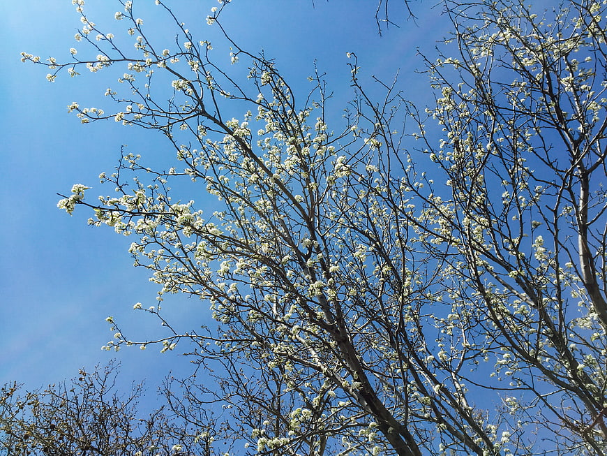 White Blossoming Tree Branches Against Blue Sky