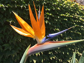 Vibrant Bird of Paradise Flower Against Green Ivy Background