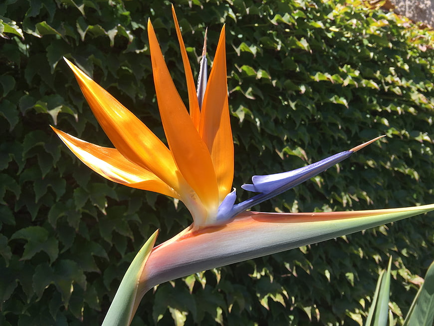Vibrant Bird of Paradise Flower Against Green Ivy Background