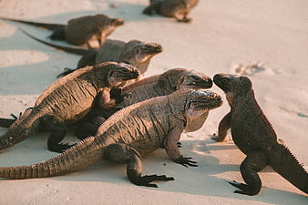 Galapagos Marine Iguanas on Sandy Beach