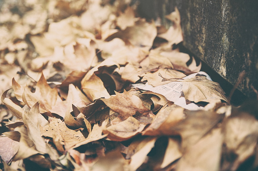 Close-up of dried autumn leaves and paper on ground