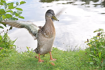 Female Mallard Duck Flapping Wings by Lake