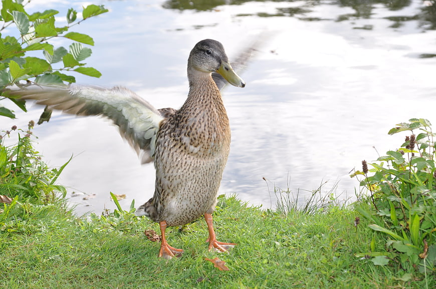 Female Mallard Duck Flapping Wings by Lake