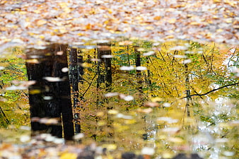 Autumn Forest Reflection in Puddle with Colorful Leaves