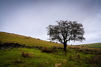 Lone Tree on Green Hillside Under Overcast Sky