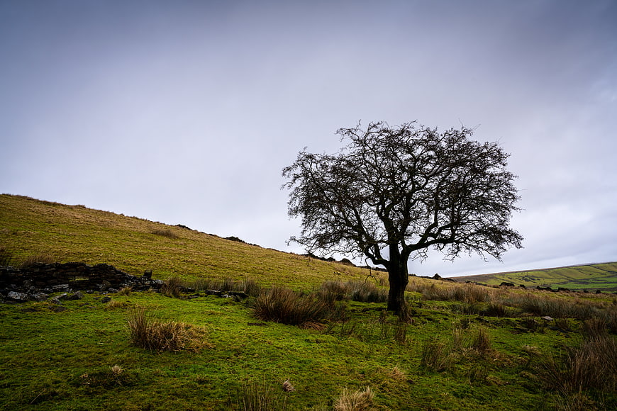 Lone Tree on Green Hillside Under Overcast Sky