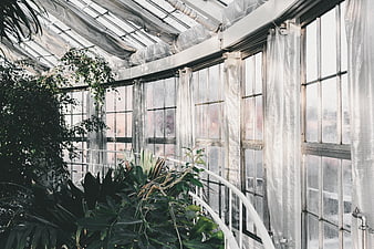 Interior of a greenhouse with lush plants and large windows