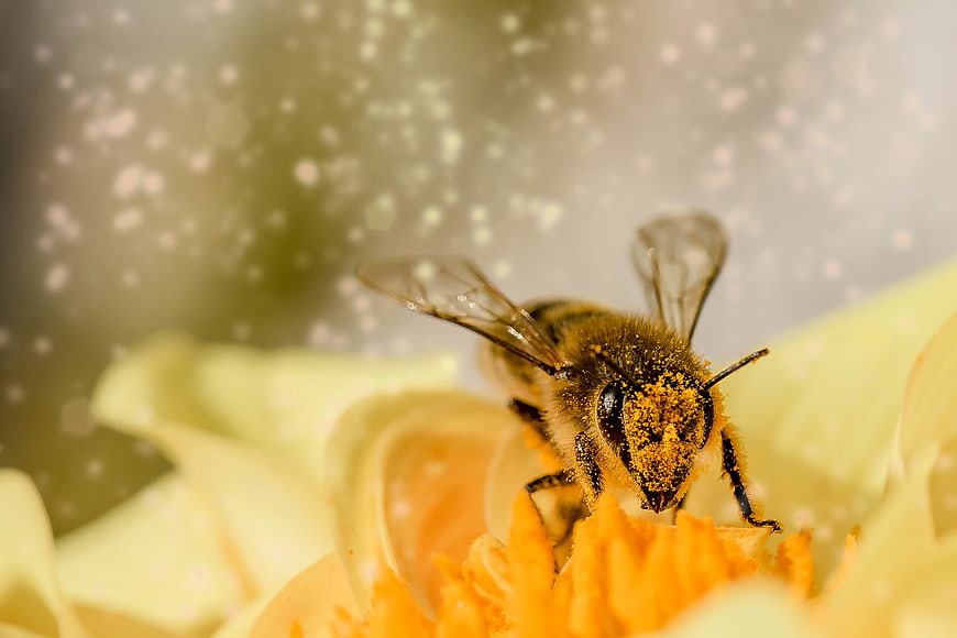 Macro Close-Up of Honey Bee Collecting Pollen on Flower