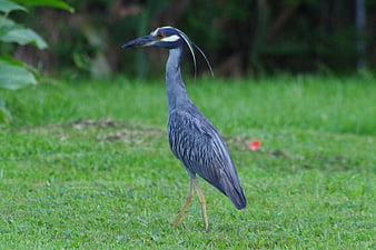 Yellow-crowned Night Heron Walking on Green Grass