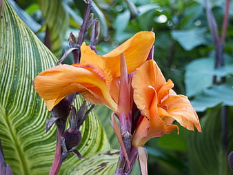 Close-up of vibrant orange canna lily flowers with striped leaves