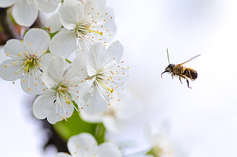 Honeybee Flying Towards White Spring Blossoms